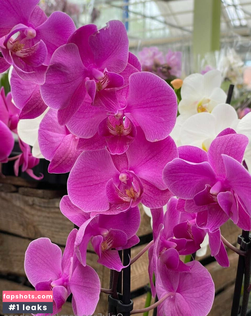 abby_chase gallery photo #11