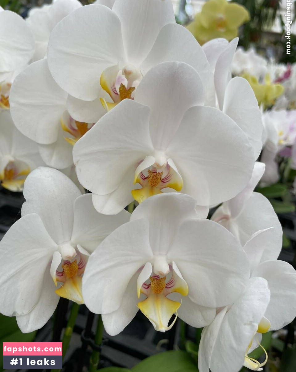 abby_chase gallery photo #12