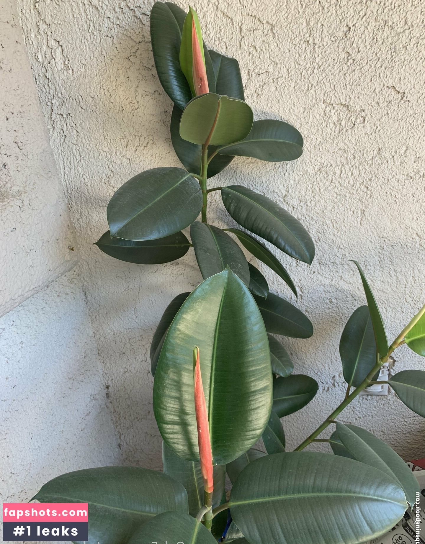 adora_belly_free gallery photo #7