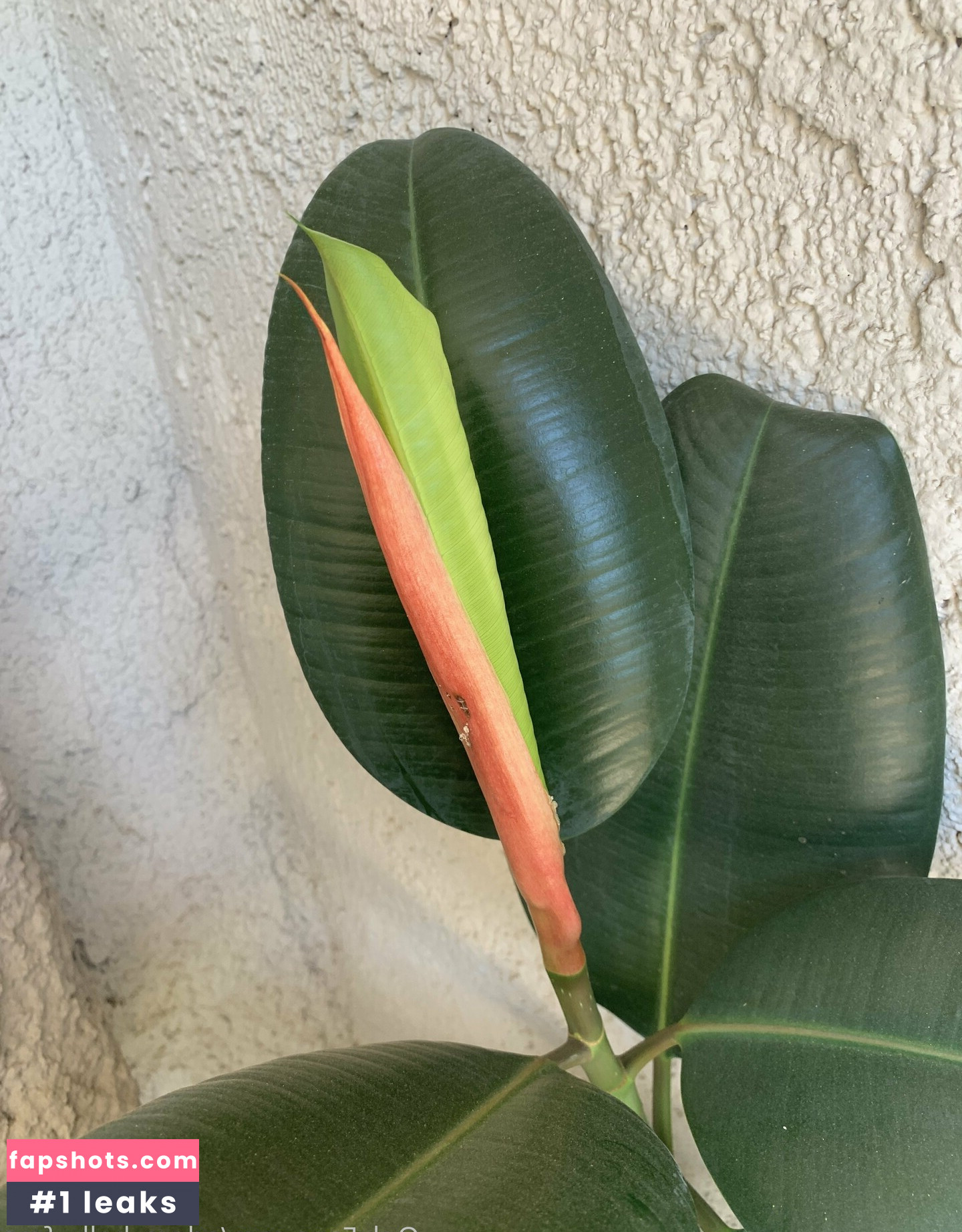 adora_belly_free gallery photo #10