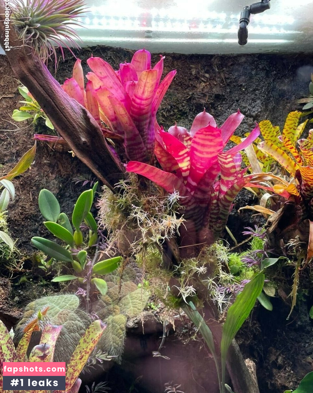 Ady Dark gallery photo #126