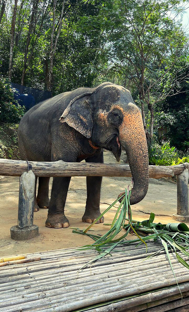 agflower-cosplay Nacktheit OnlyFans Fotos #729 - Fapshots