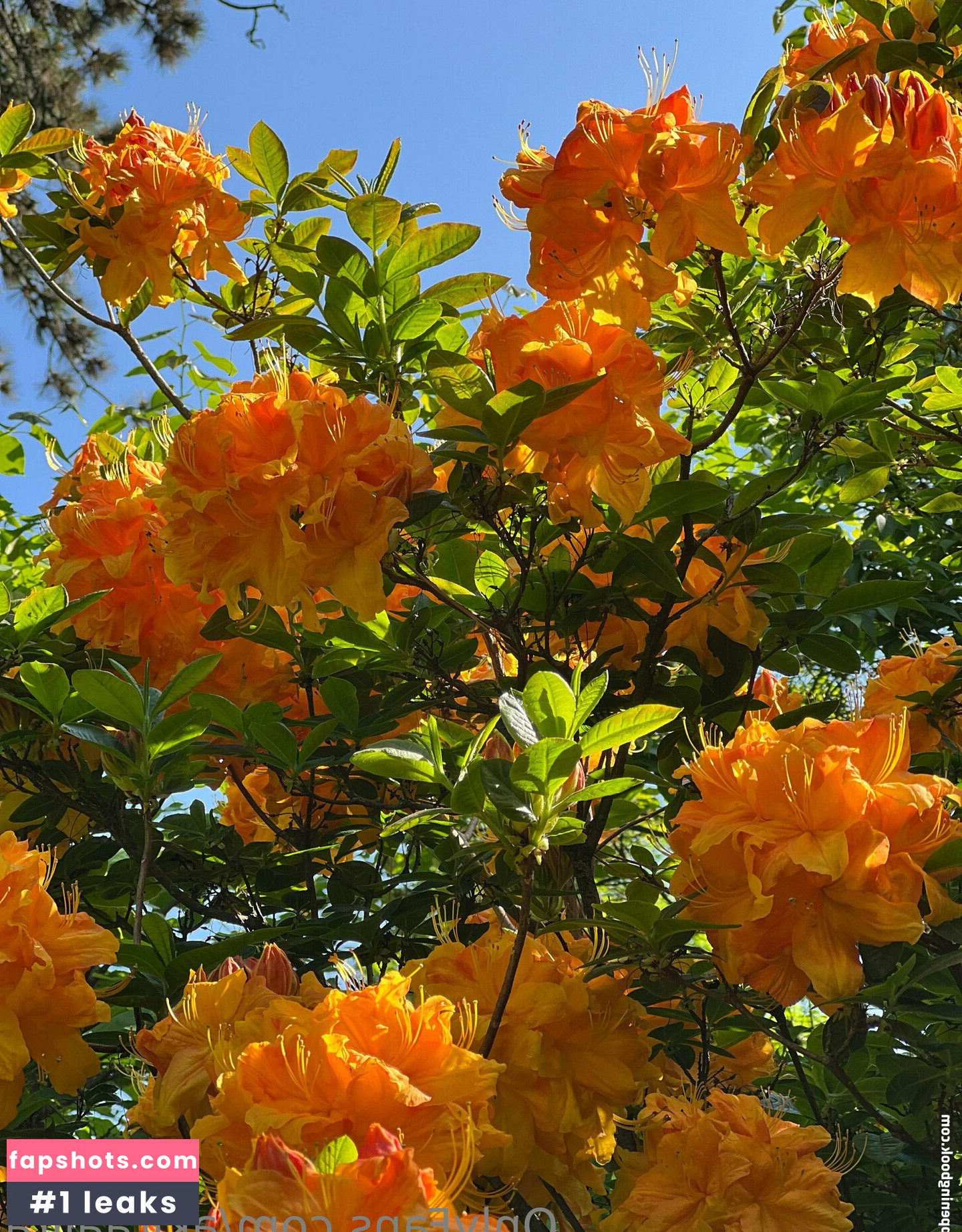 akiraalita Nude Leaks OnlyFans Photos #26 - Fapshots