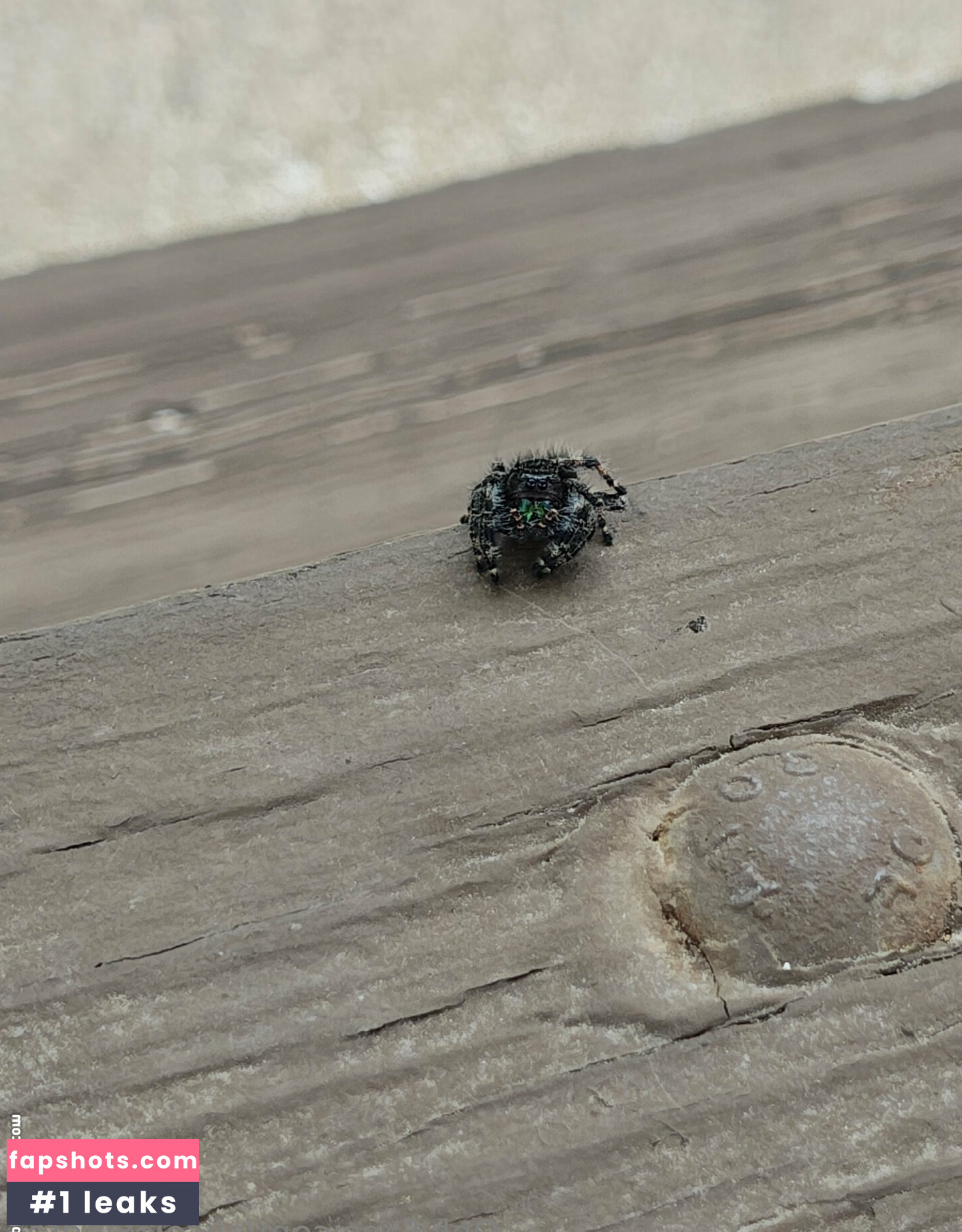 alicelexington gallery photo #14