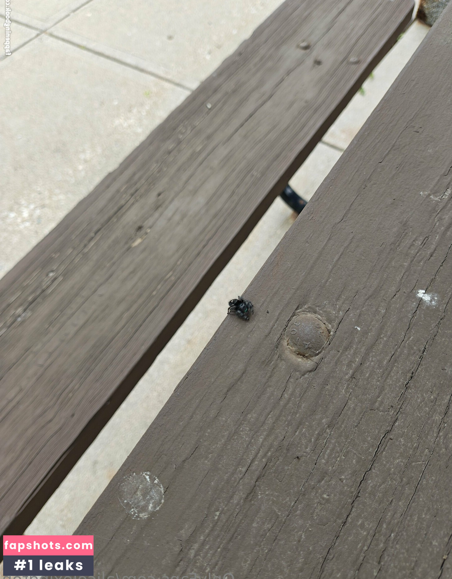 alicelexington gallery photo #6