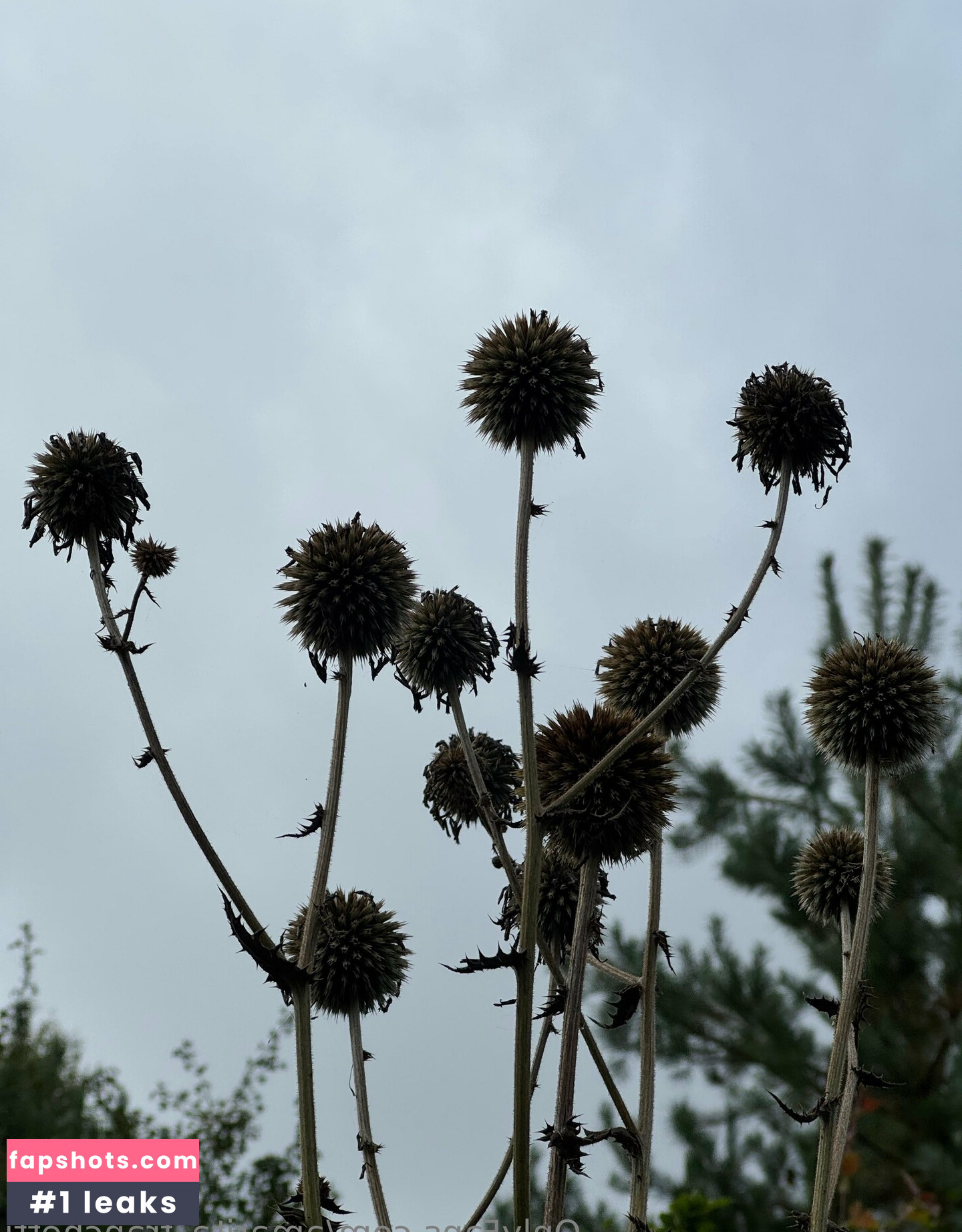 amarita_franchetti Nacktheit OnlyFans Fotos #4 - Fapshots