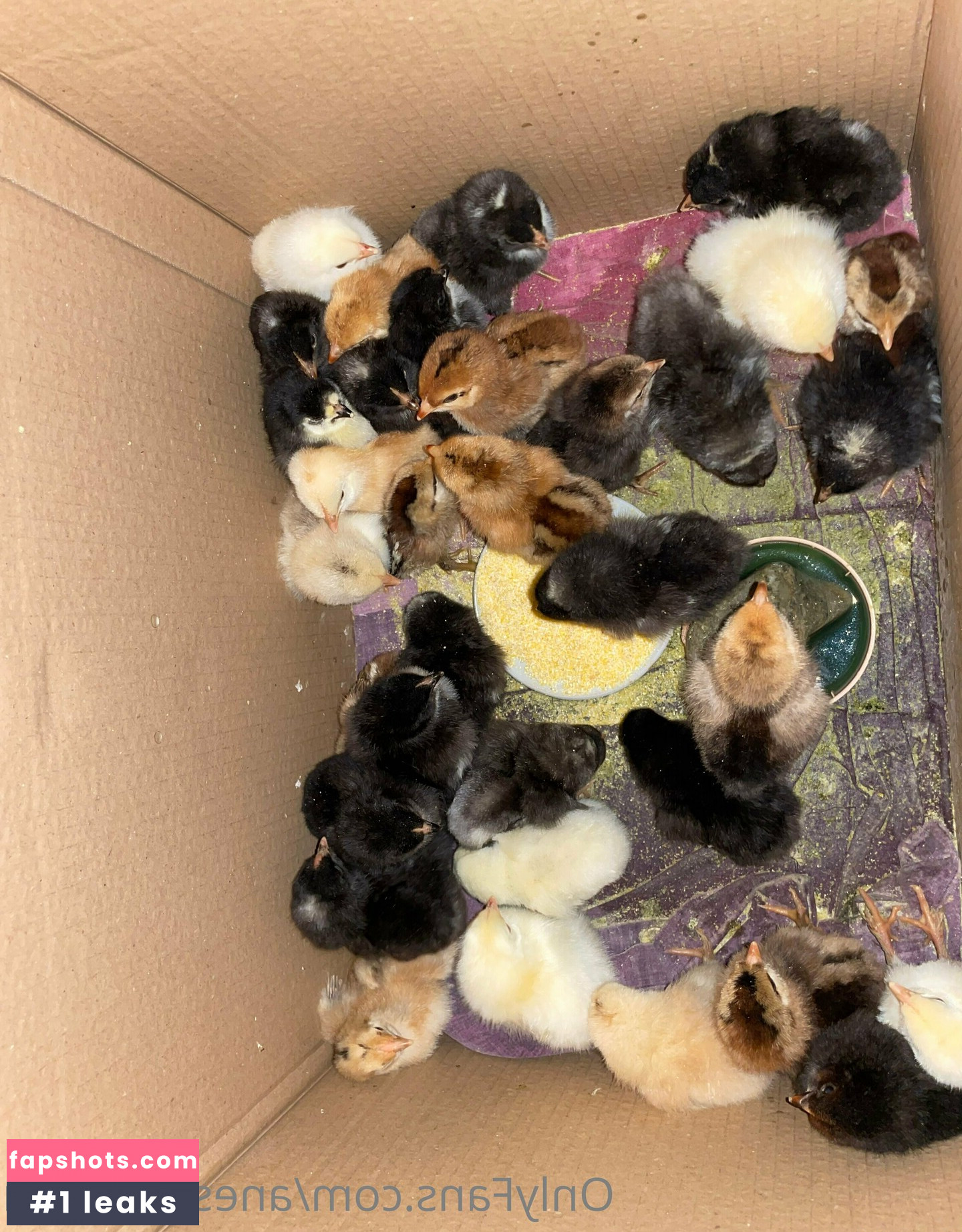 aneshereforu gallery photo #22