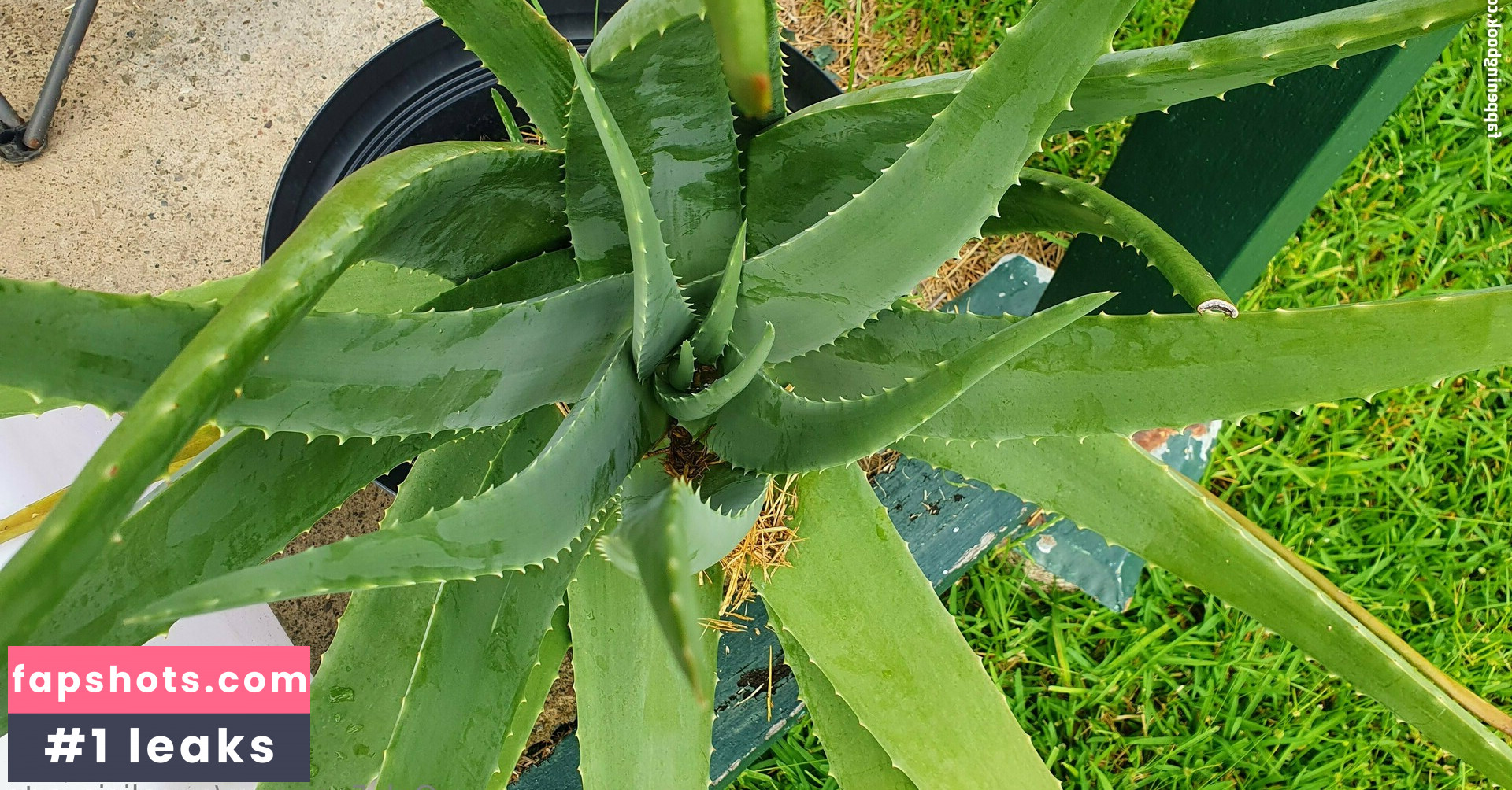 annalicia_arts gallery photo #23