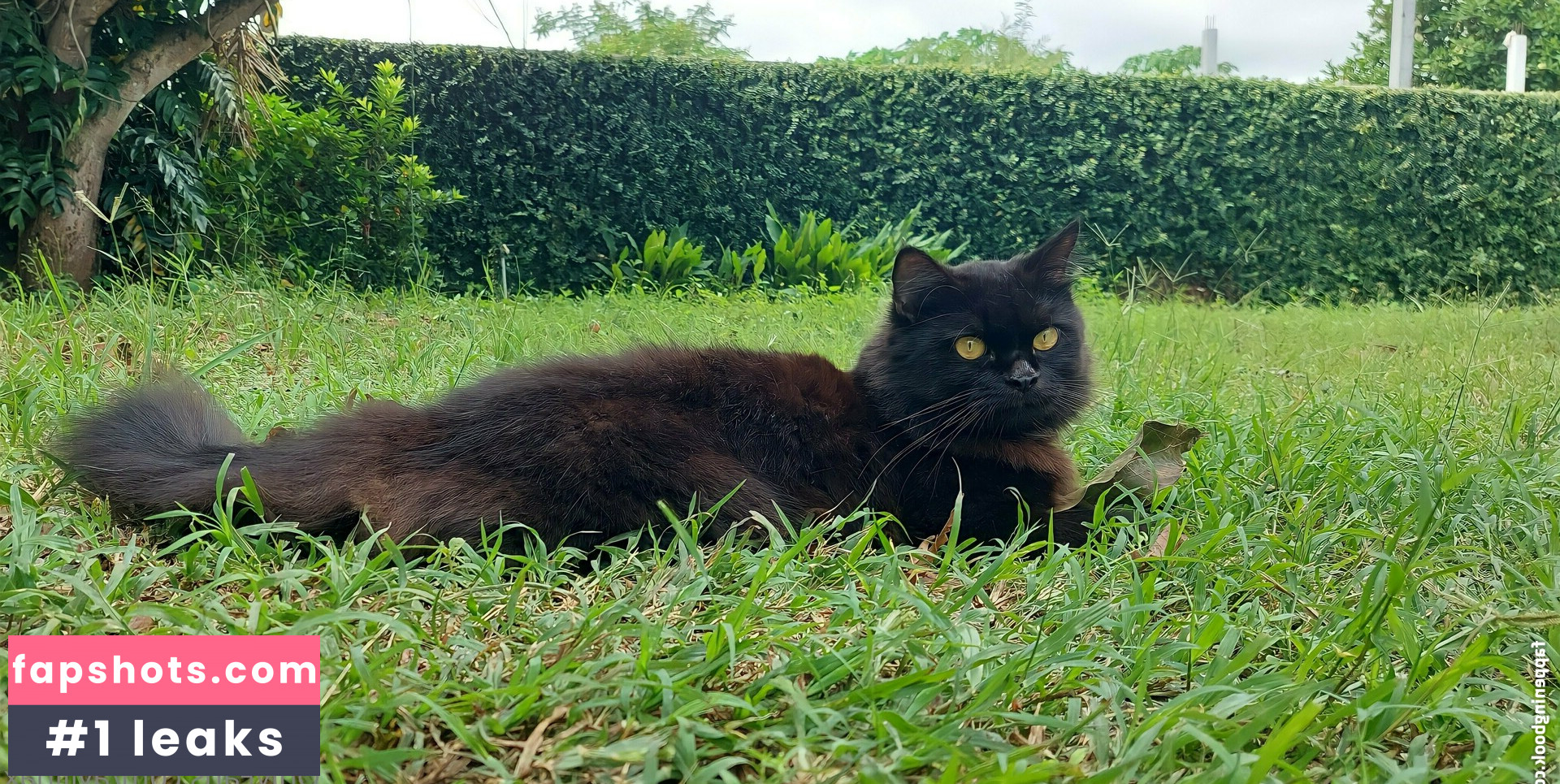 avilinax gallery photo #33