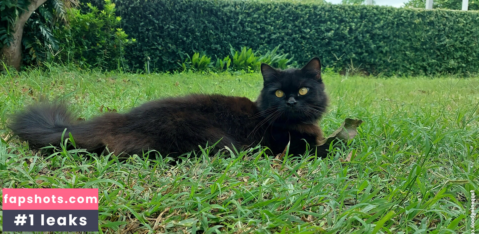 avilinax gallery photo #34