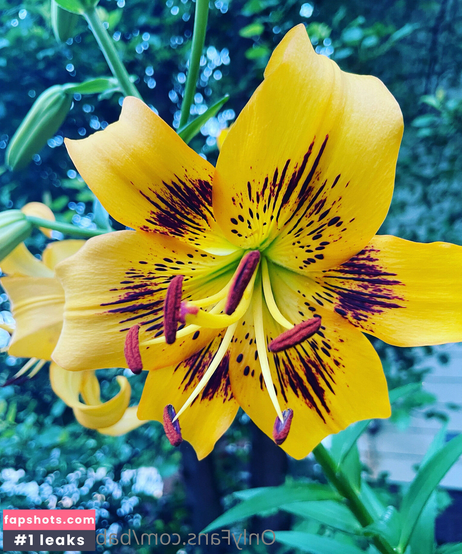 babybraylynn gallery photo #4