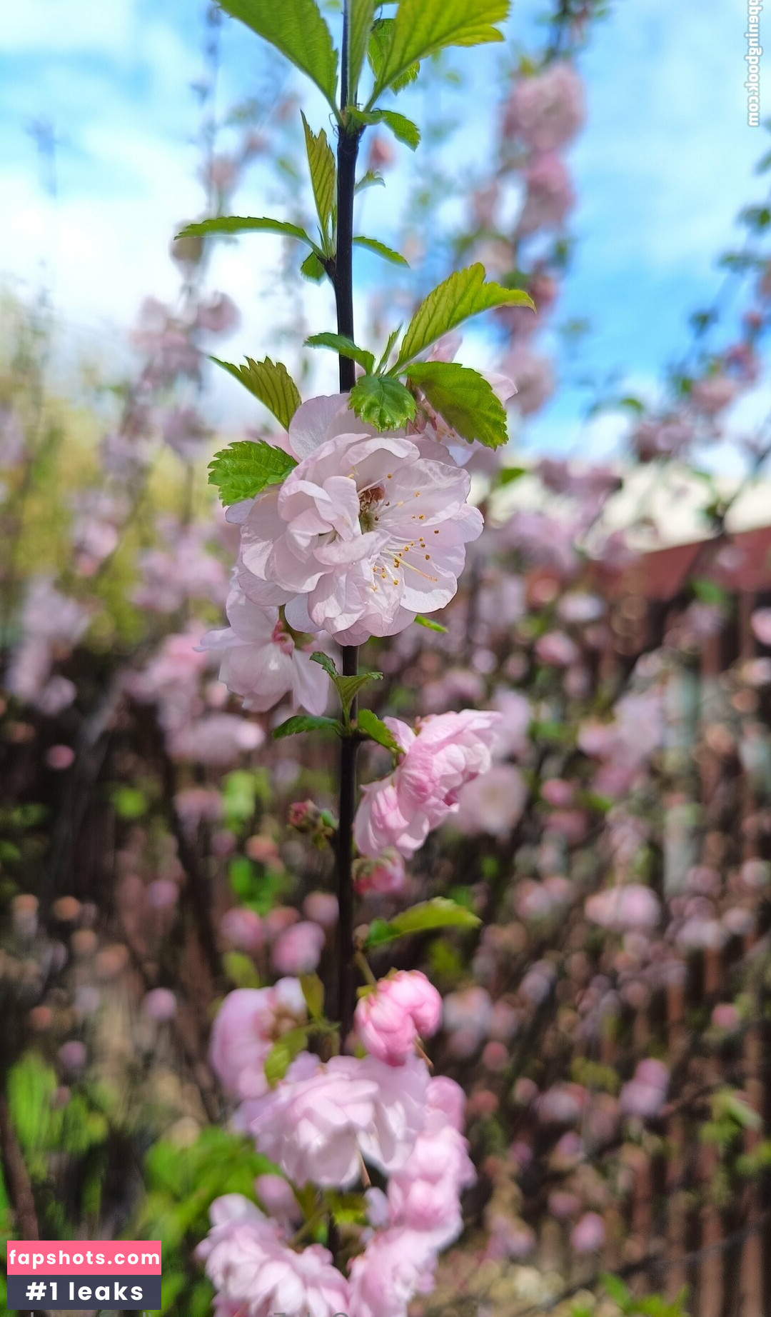 be-my-sky Nahé úniky fotek pouze od fanoušků #13 - Fapshots