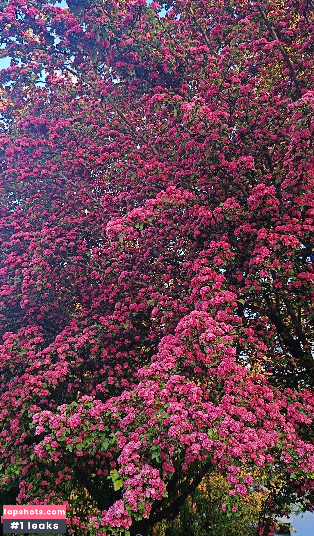be-my-sky Nahé úniky fotek pouze od fanoušků #10 - Fapshots