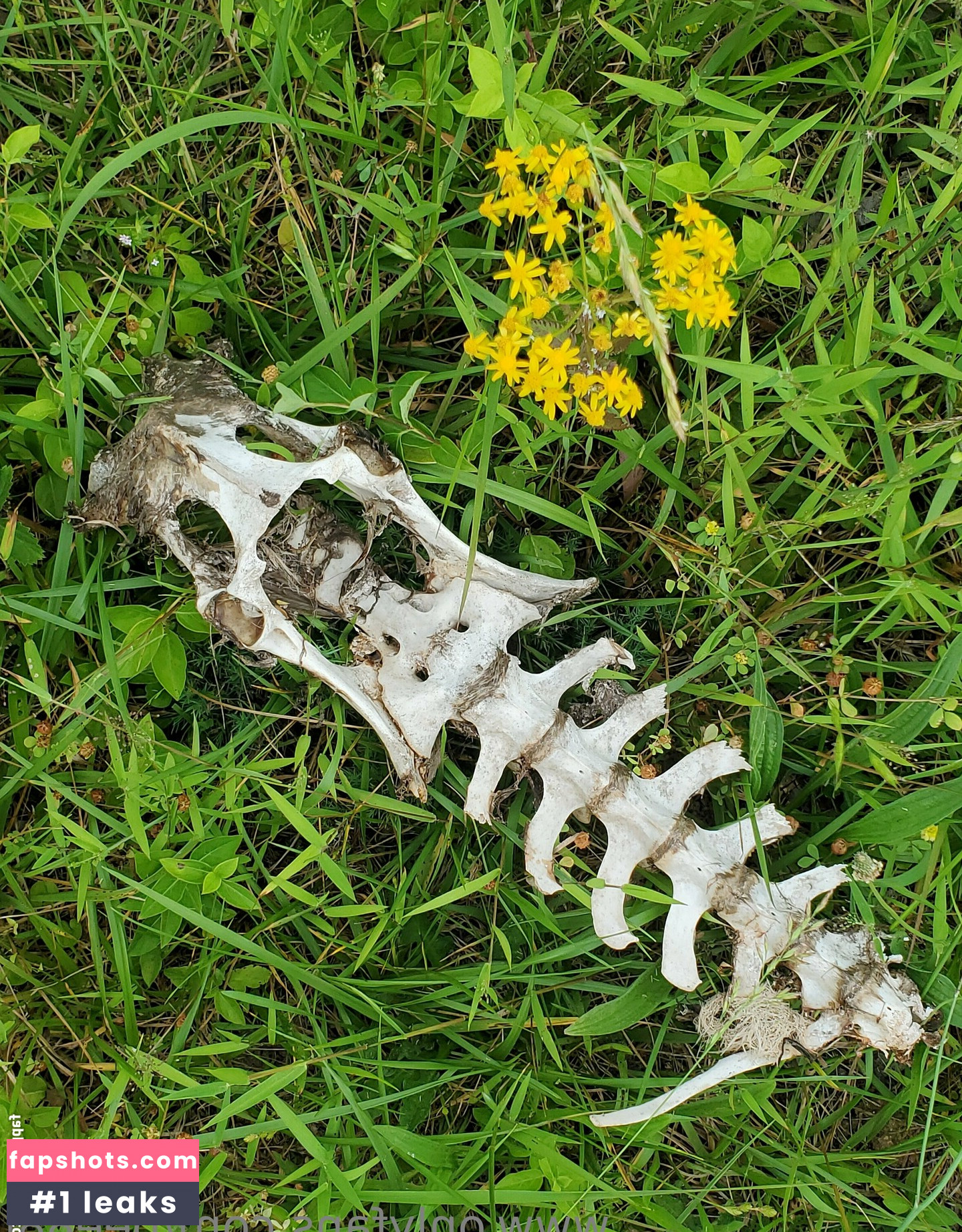 bee88i Nahé úniky fotek pouze od fanoušků #85 - Fapshots