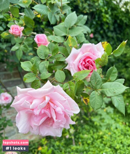 Belle Delphine gallery photo #10280