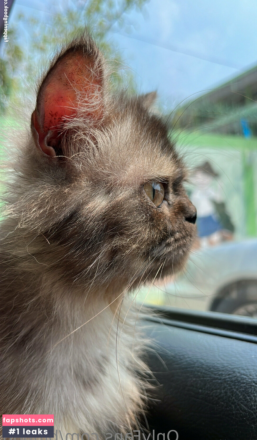 bibbob gallery photo #6