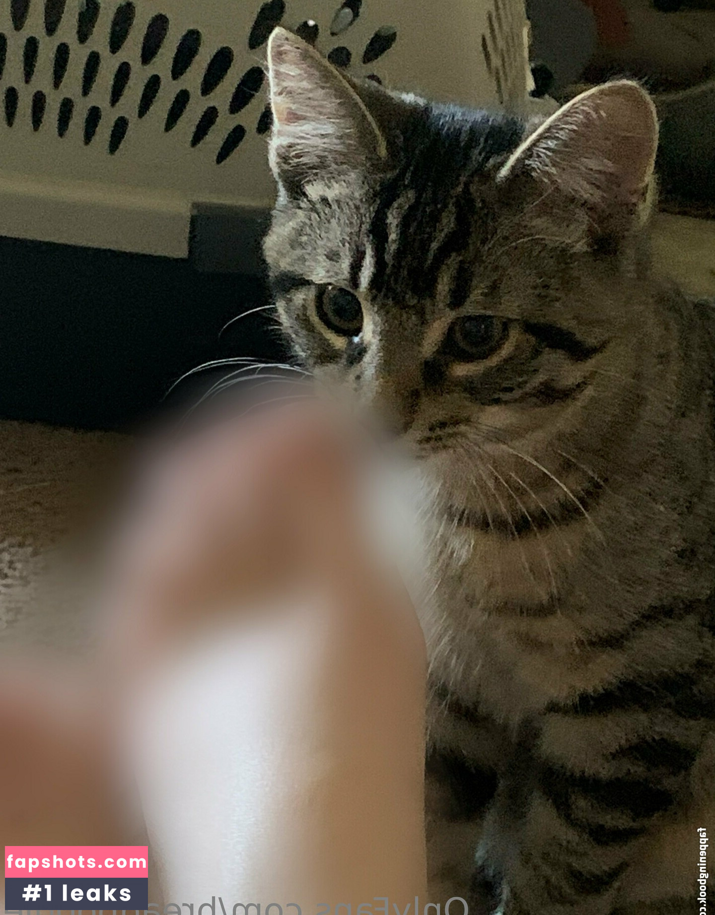 breadboodle gallery photo #33