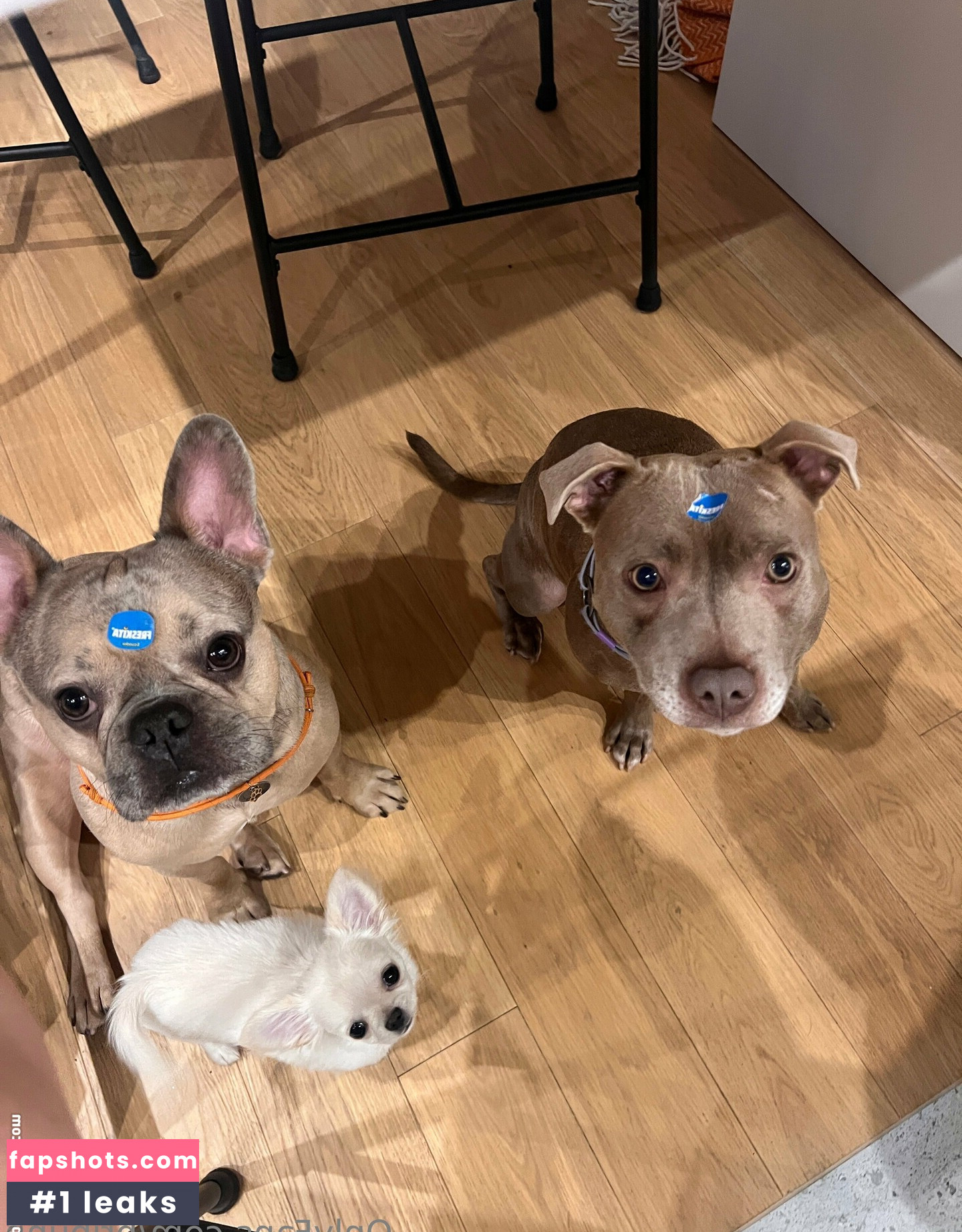 bribunn gallery photo #39