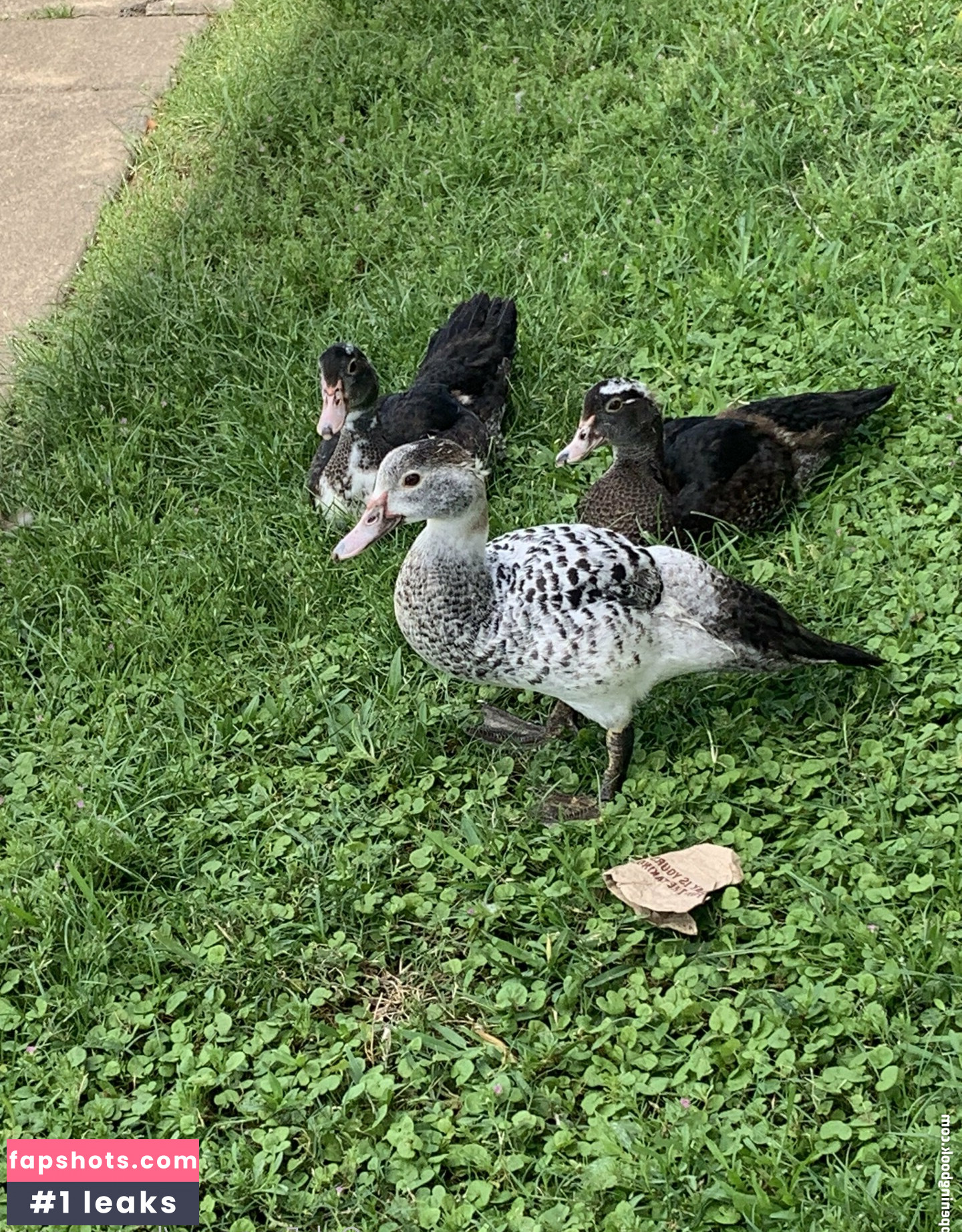 bunnycocoa gallery photo #21