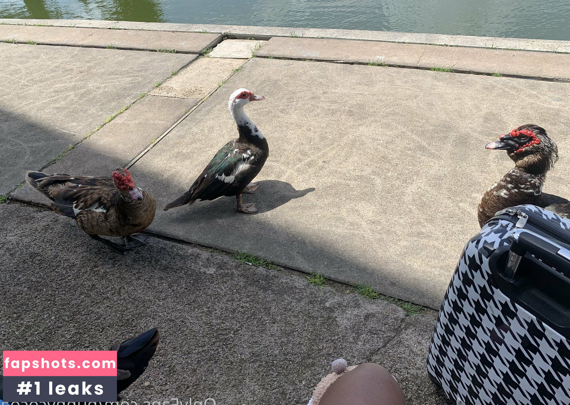 bunnycocoa gallery photo #24