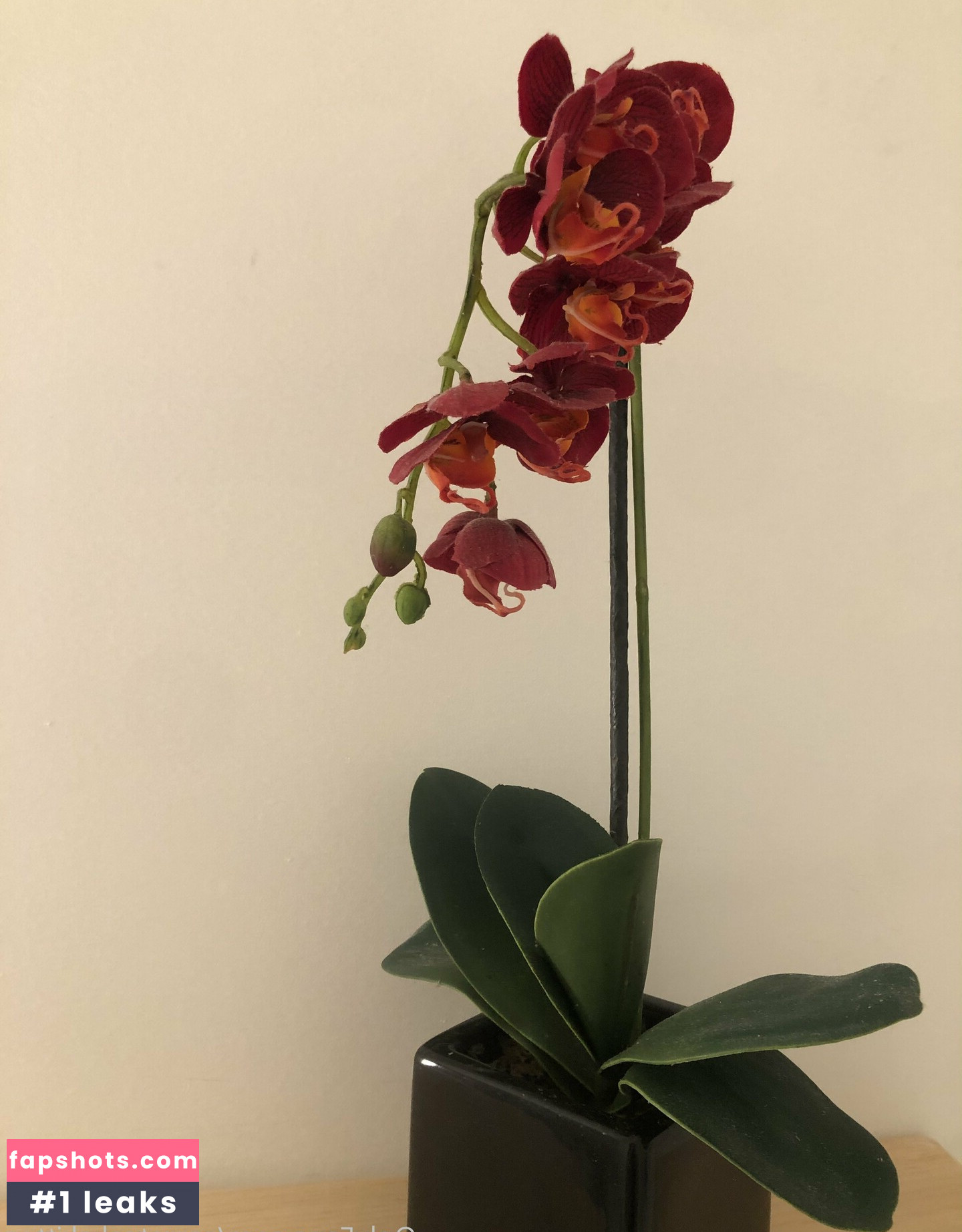 Carrotcakekitten gallery photo #11