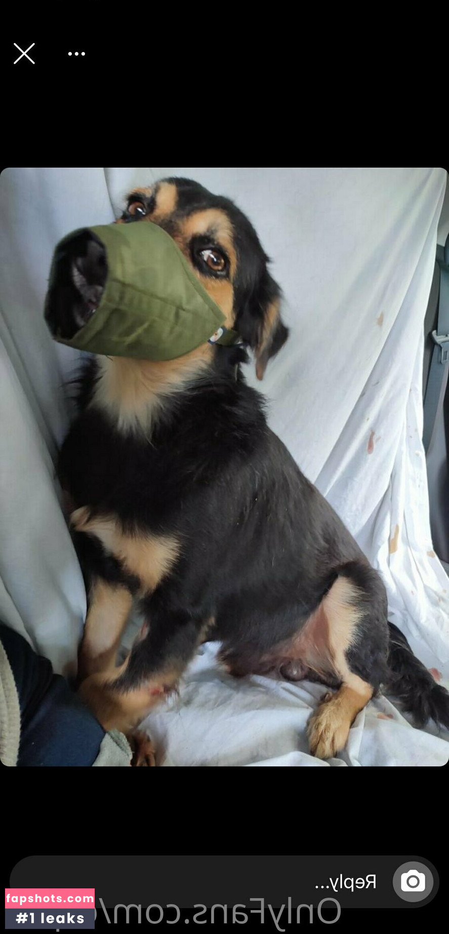 ceplia gallery photo #10