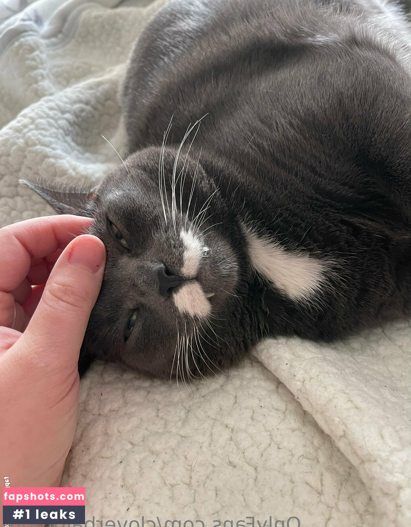 cloverbaltimore gallery photo #110