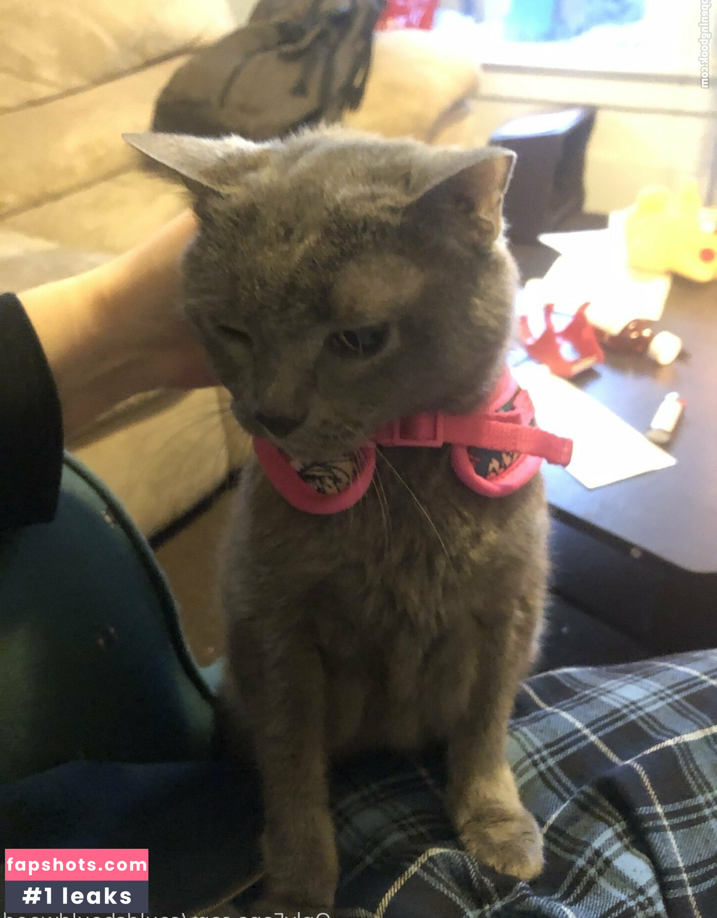 couldshouldwood gallery photo #16