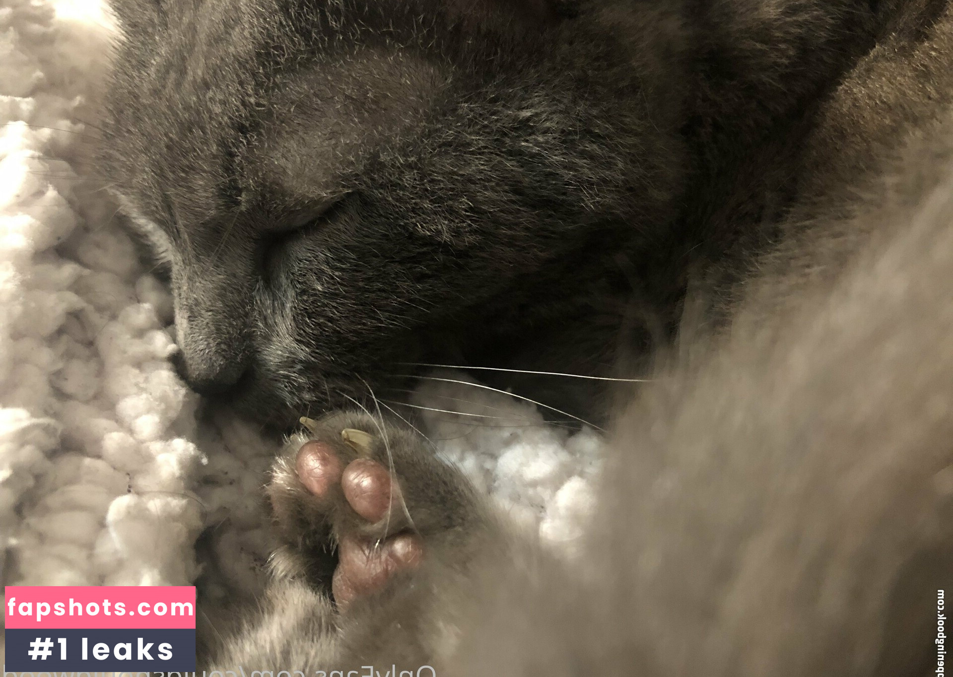 couldshouldwood gallery photo #22