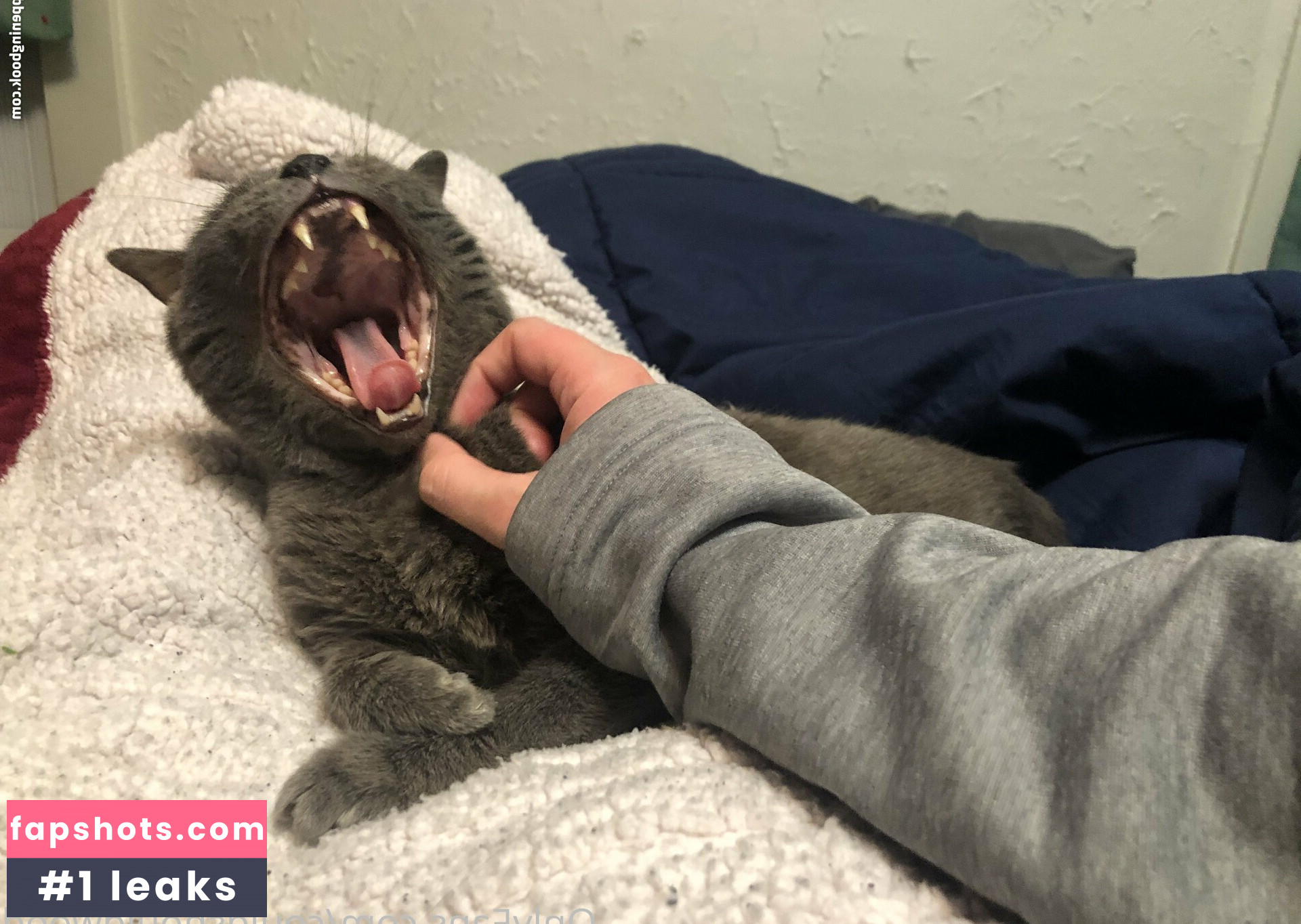 couldshouldwood gallery photo #24