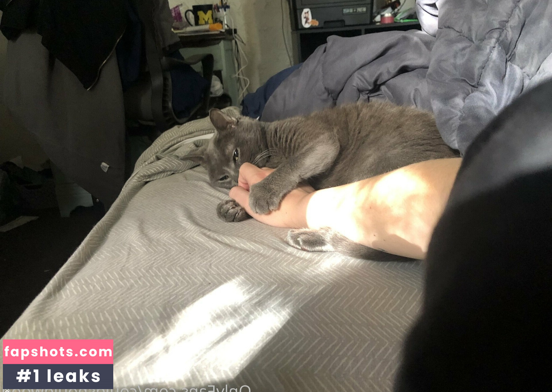 couldshouldwood gallery photo #4