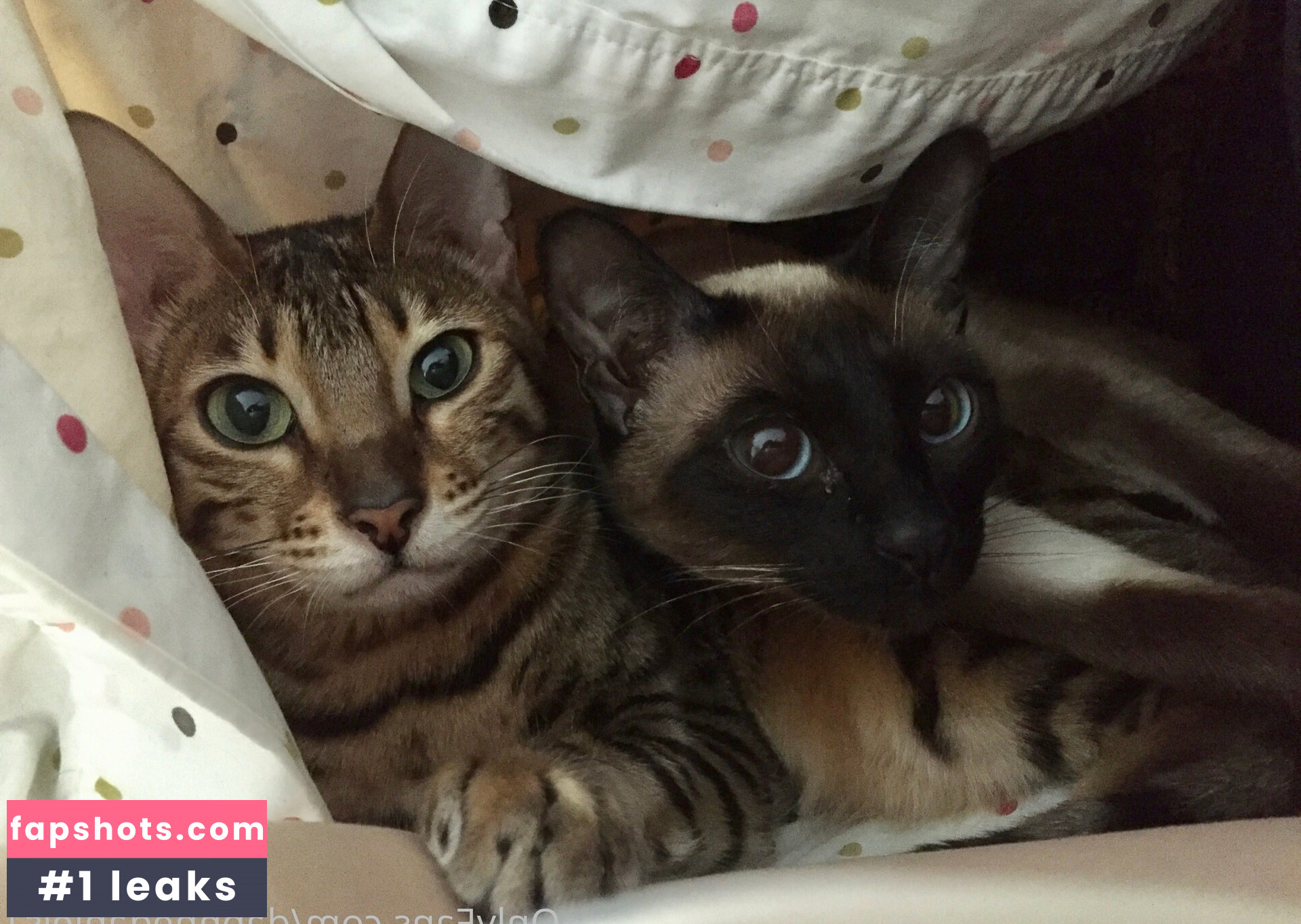 daphnedaniels1 gallery photo #5