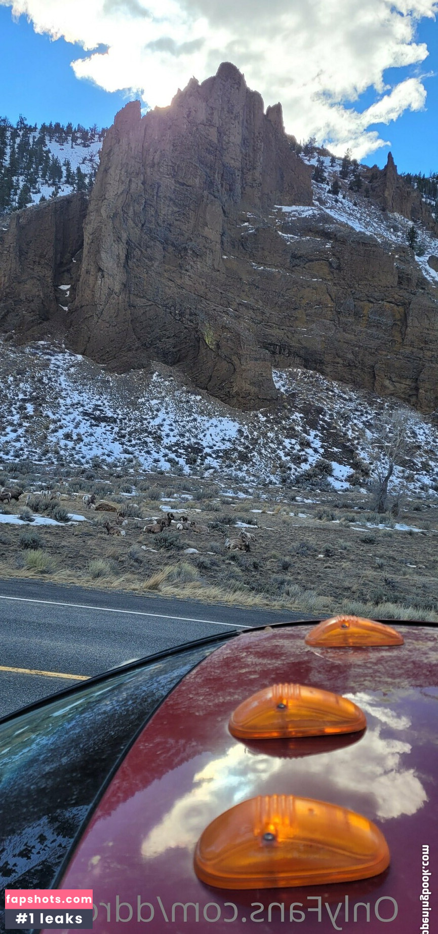 ddrose11 gallery photo #10