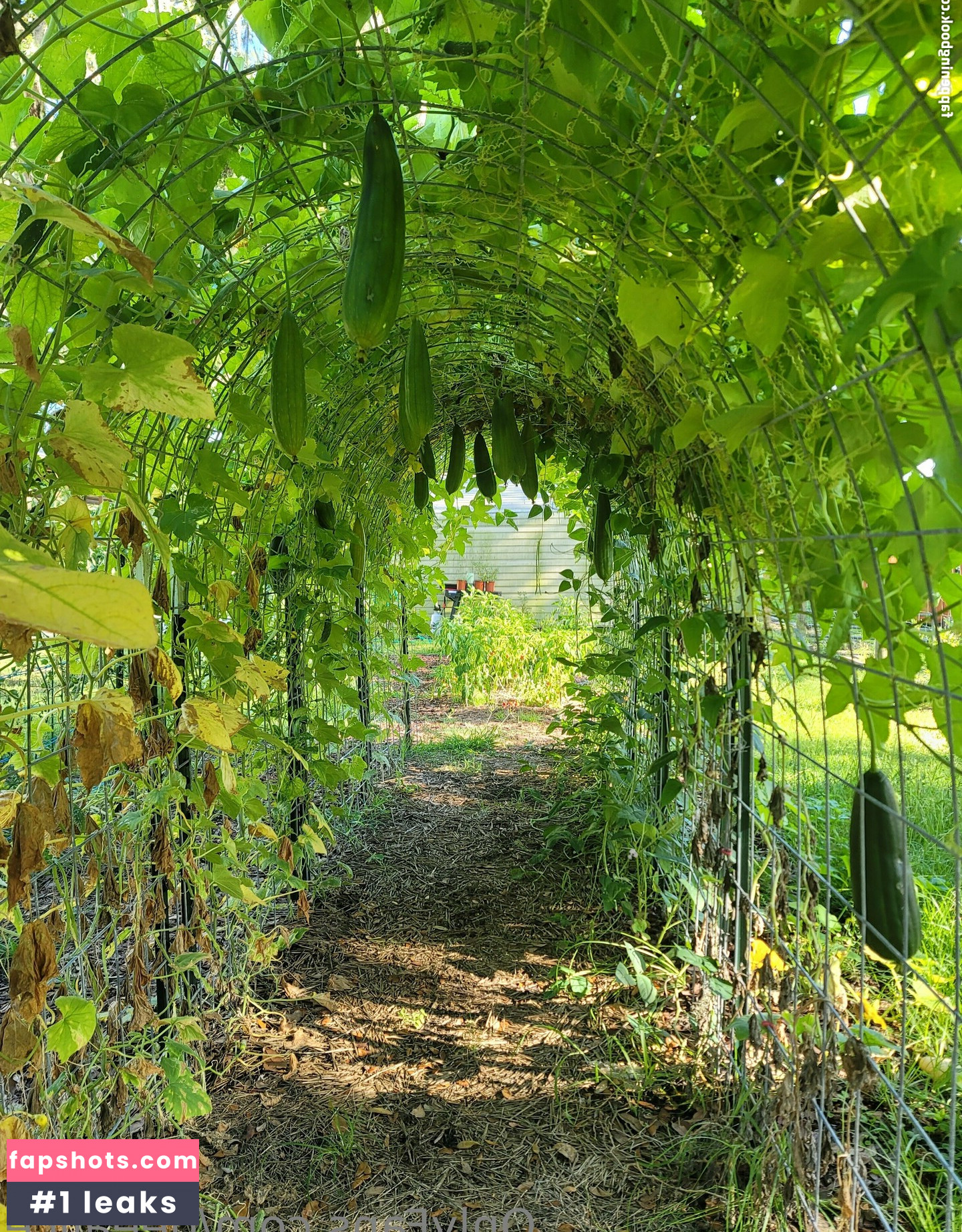 deealice gallery photo #17