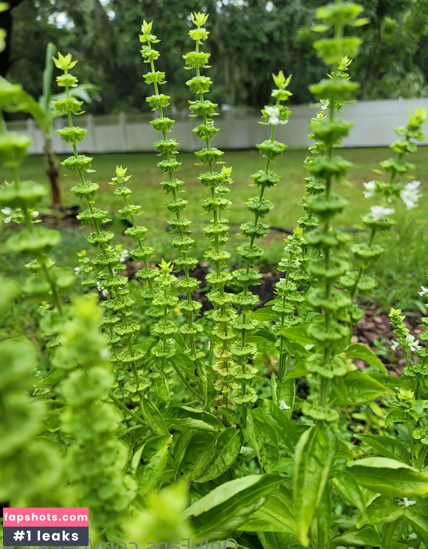 deealice gallery photo #18