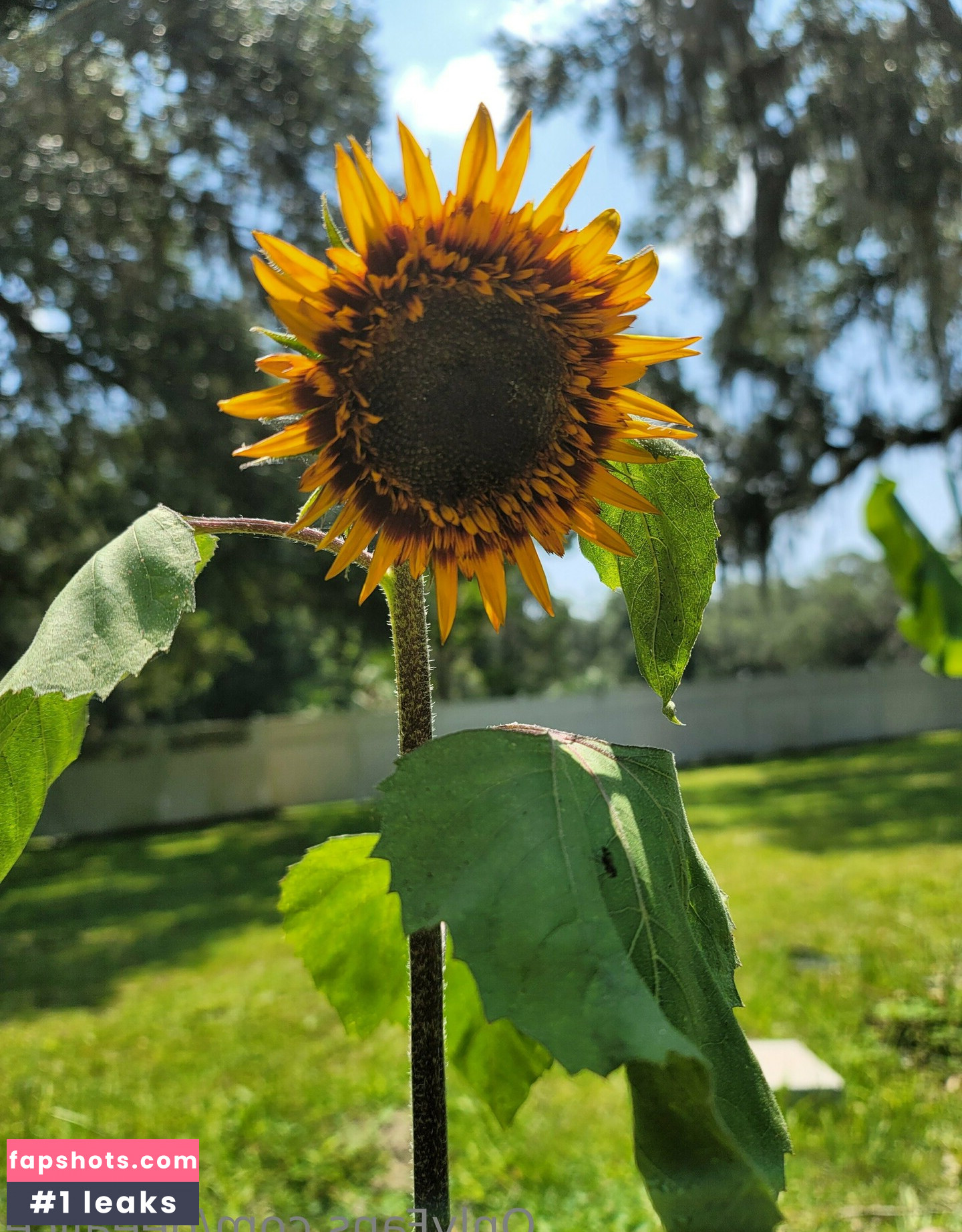 deealice gallery photo #21