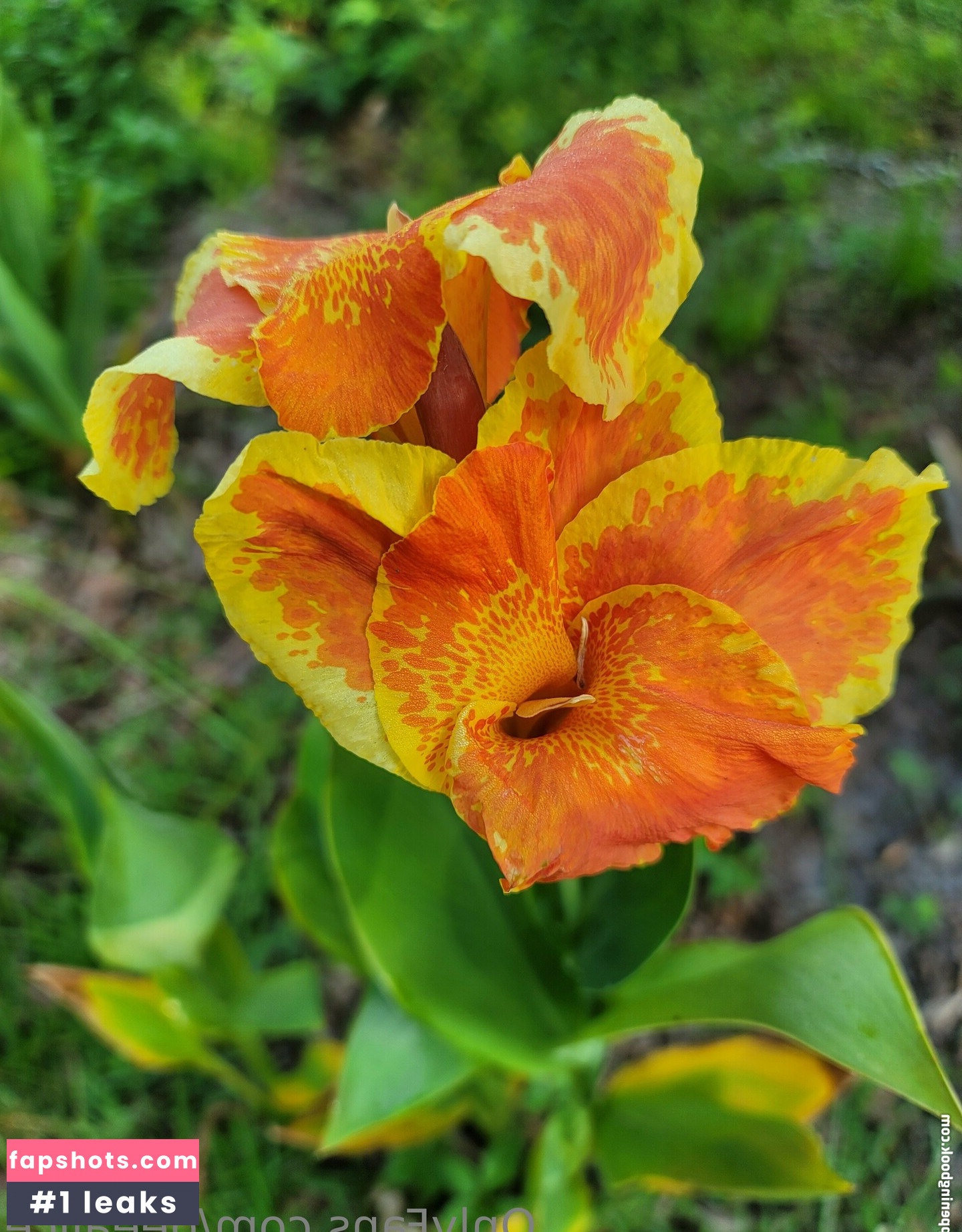 deealice gallery photo #22