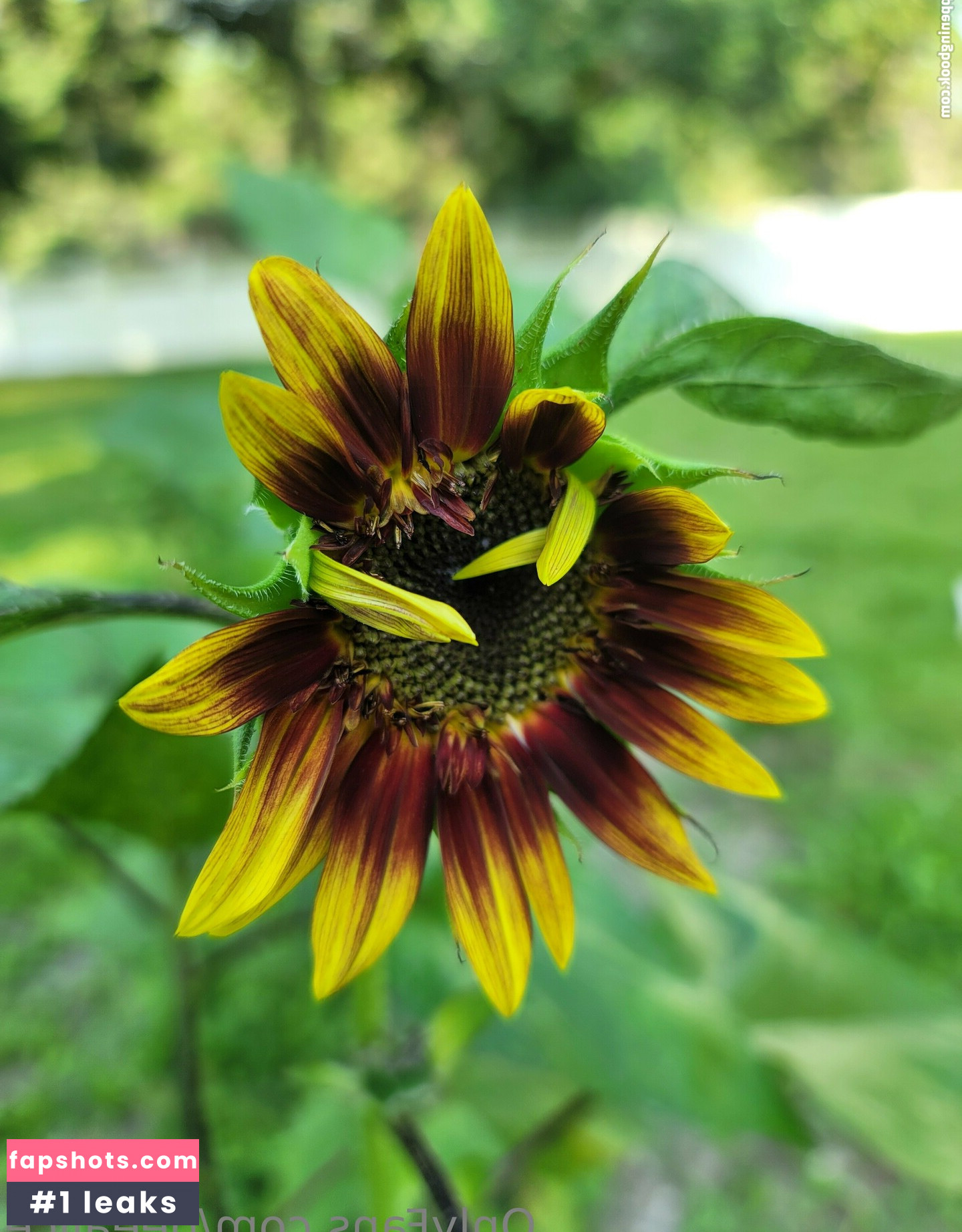 deealice Nahé úniky fotek pouze od fanoušků #28 - Fapshots