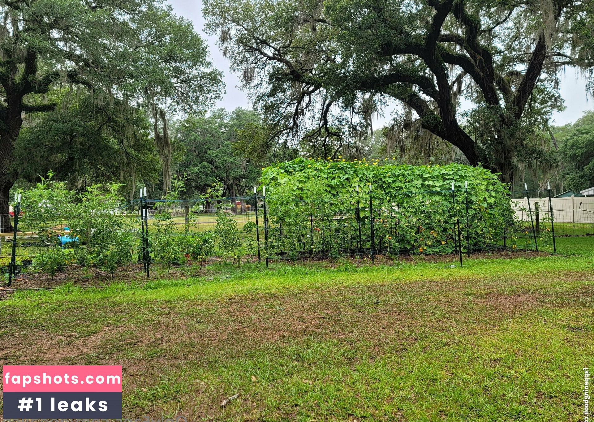 deealice gallery photo #4