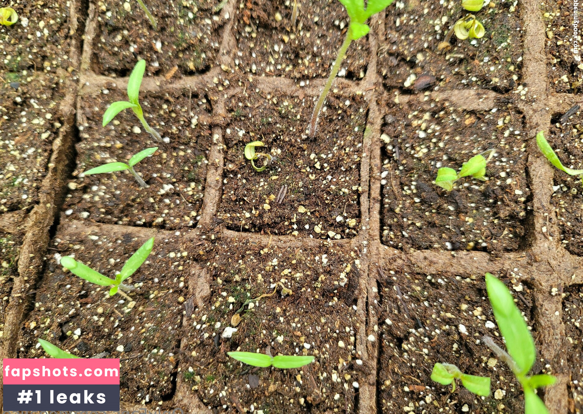 deealice Nahé úniky fotek pouze od fanoušků #34 - Fapshots