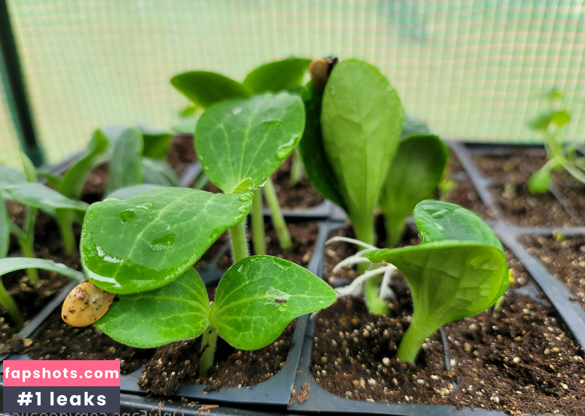 deealice Nahé úniky fotek pouze od fanoušků #35 - Fapshots