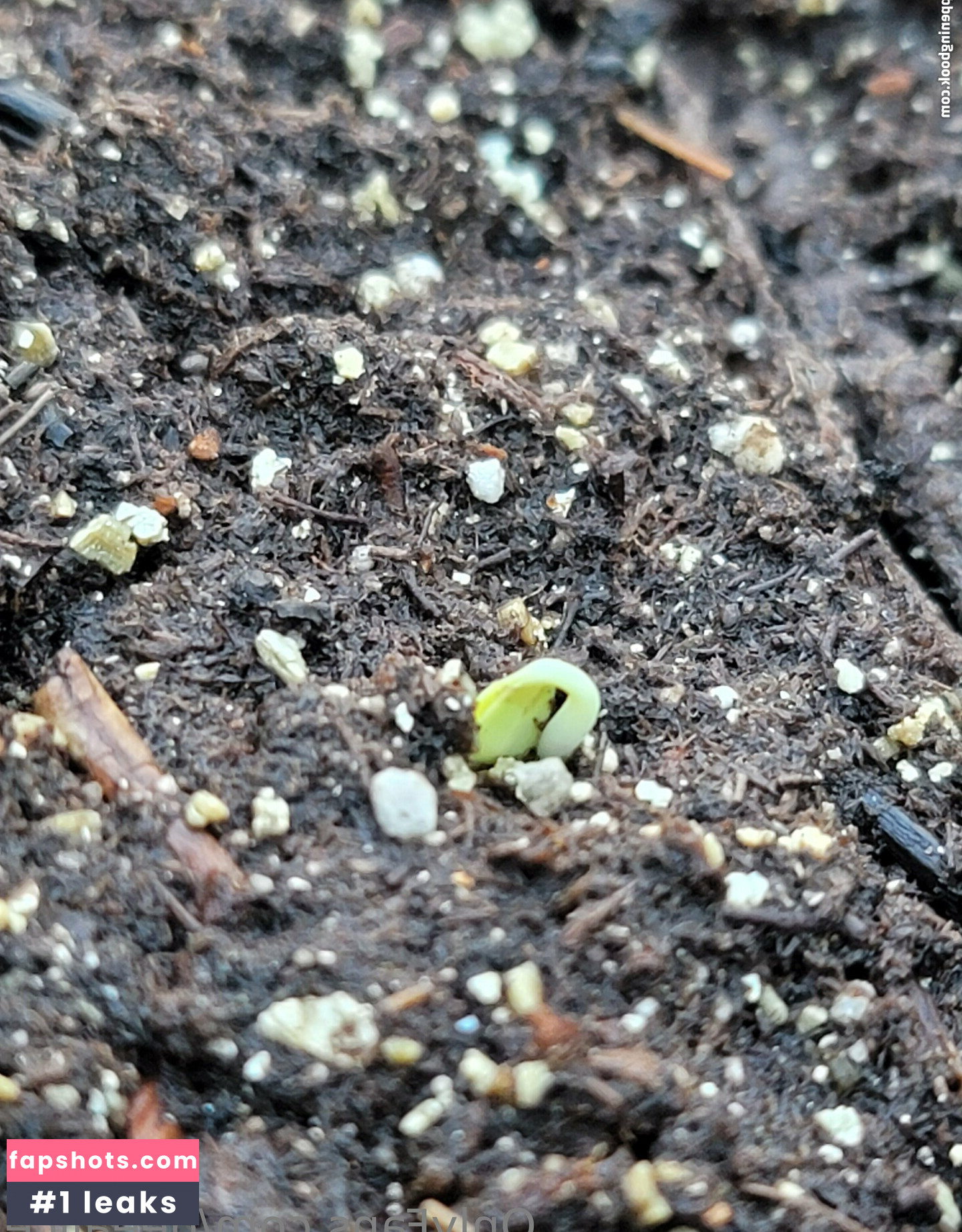 deealice gallery photo #44