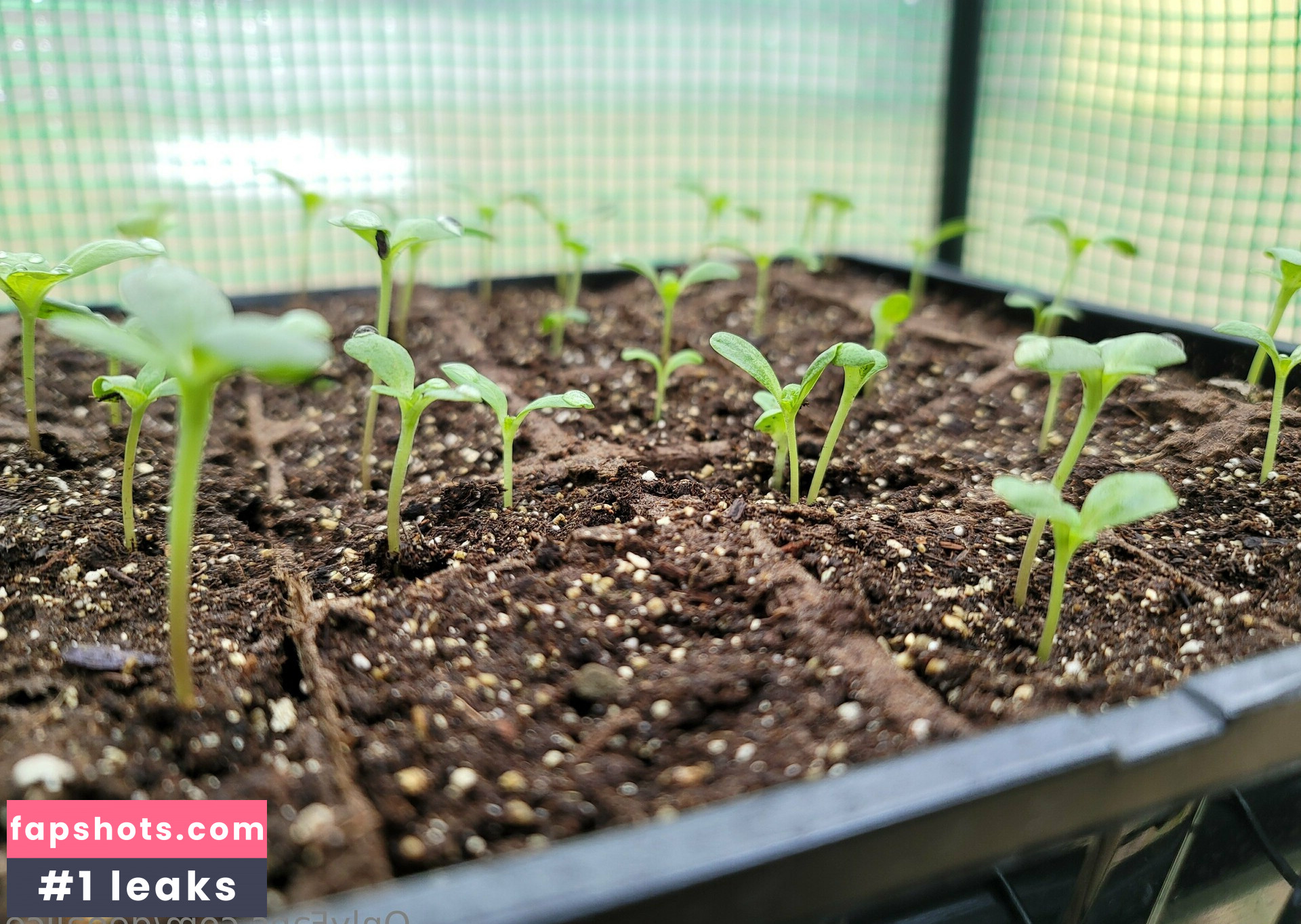 deealice gallery photo #45