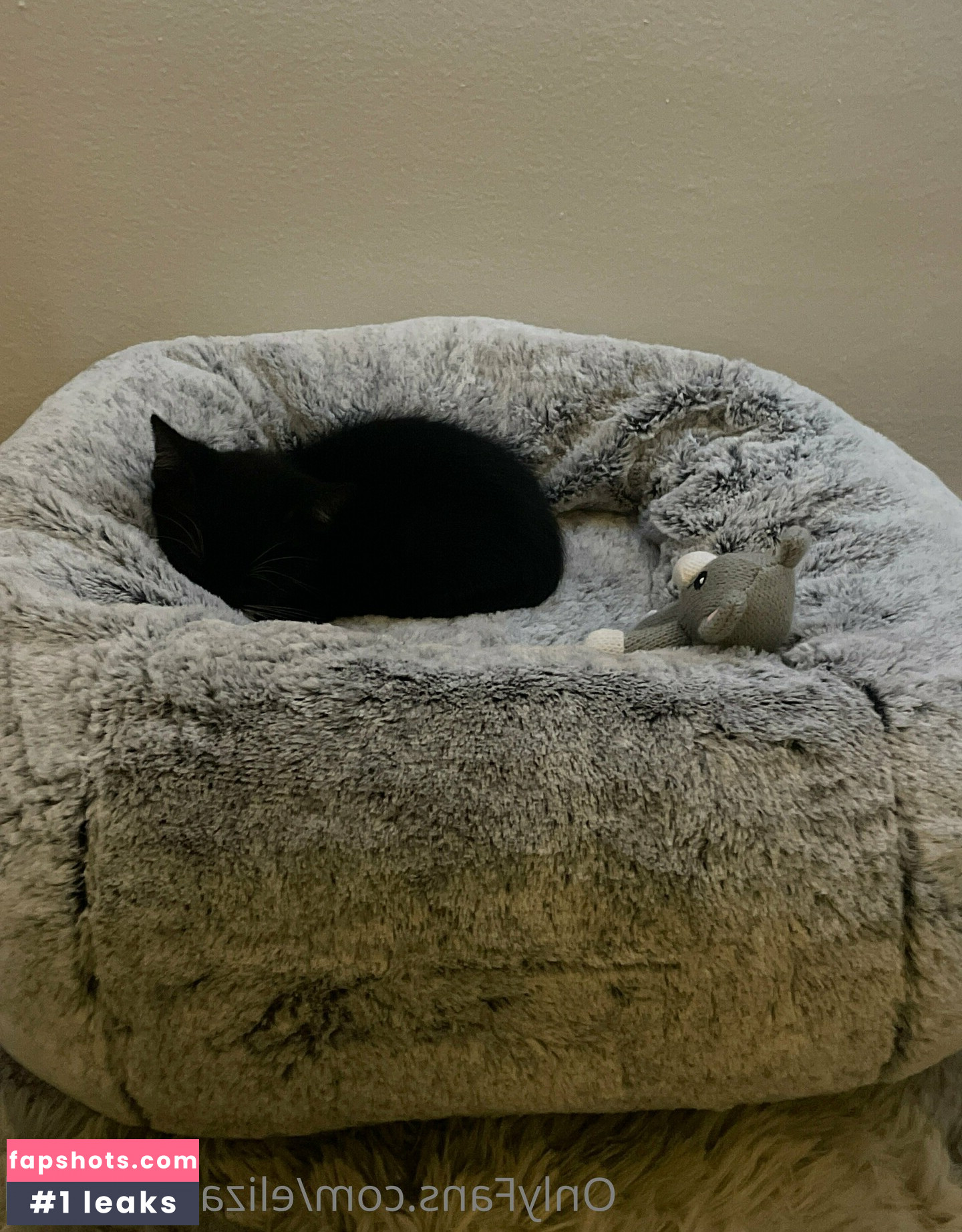 elizabethreed gallery photo #9