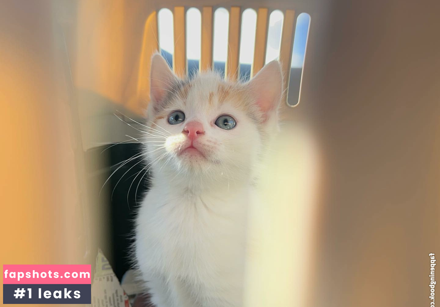 emss.x gallery photo #26