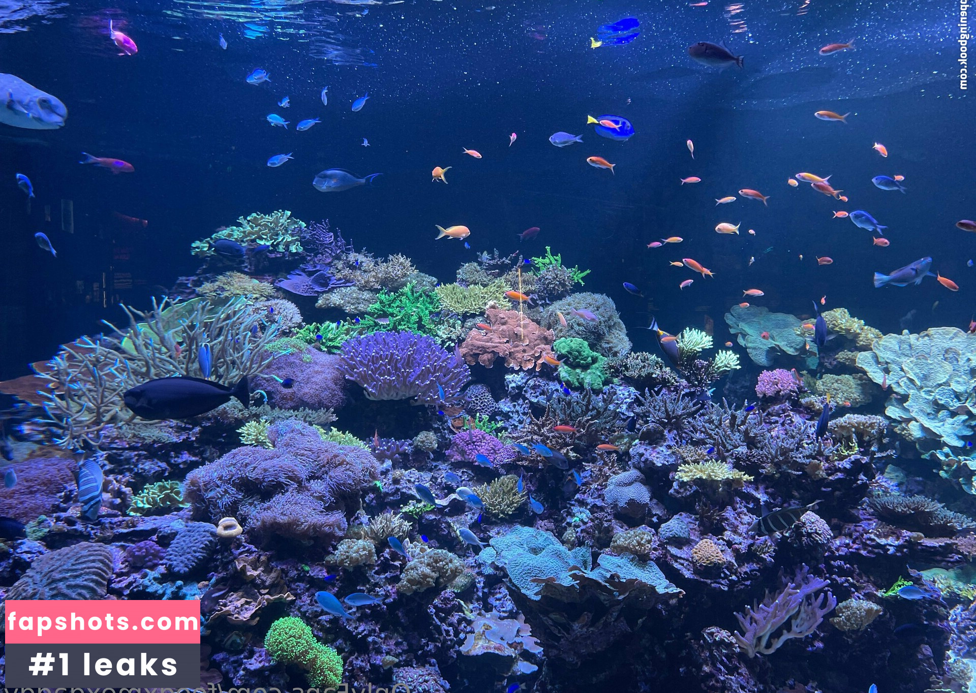 feedxmexdaddy gallery photo #12