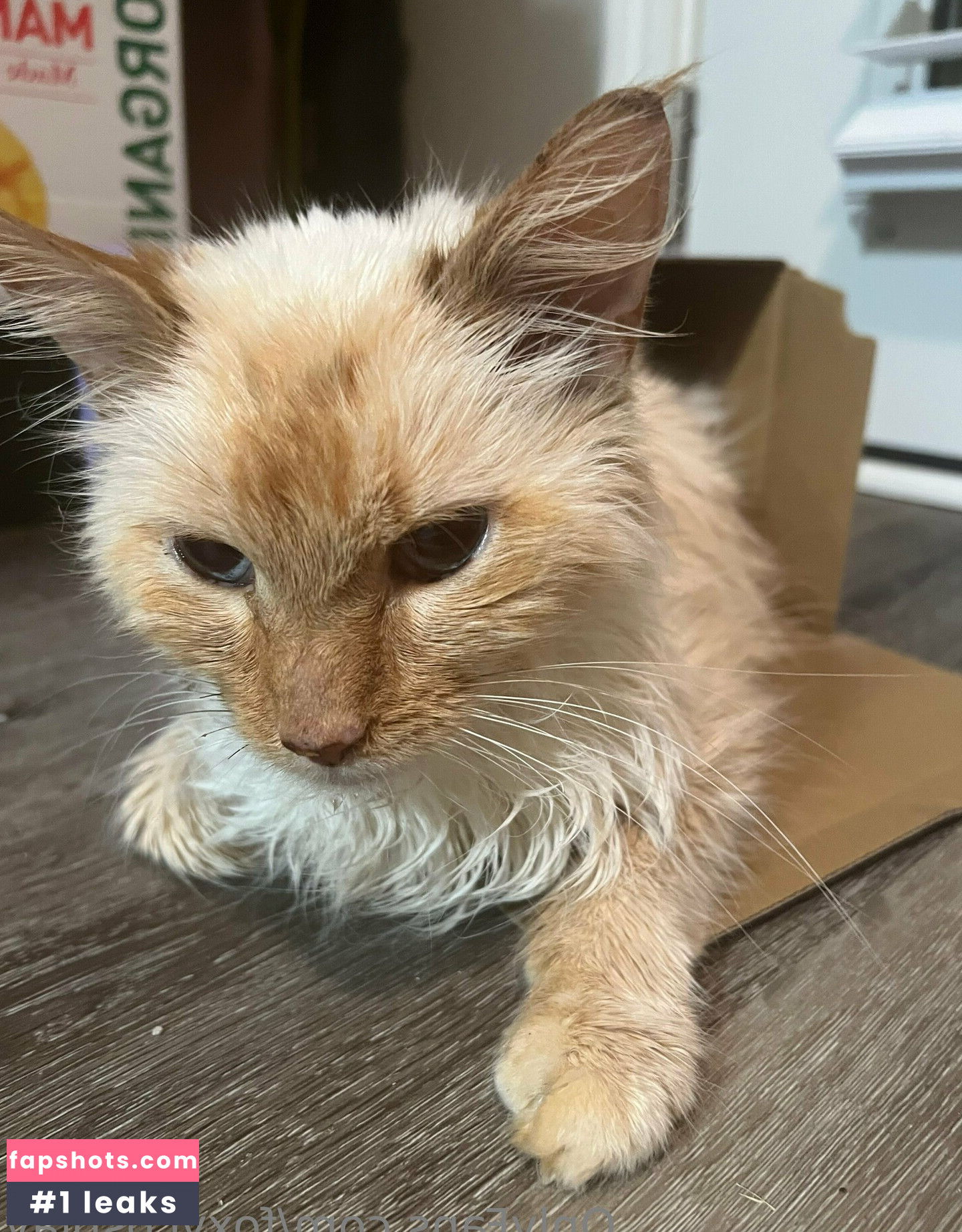 FoxyCosplay gallery photo #36