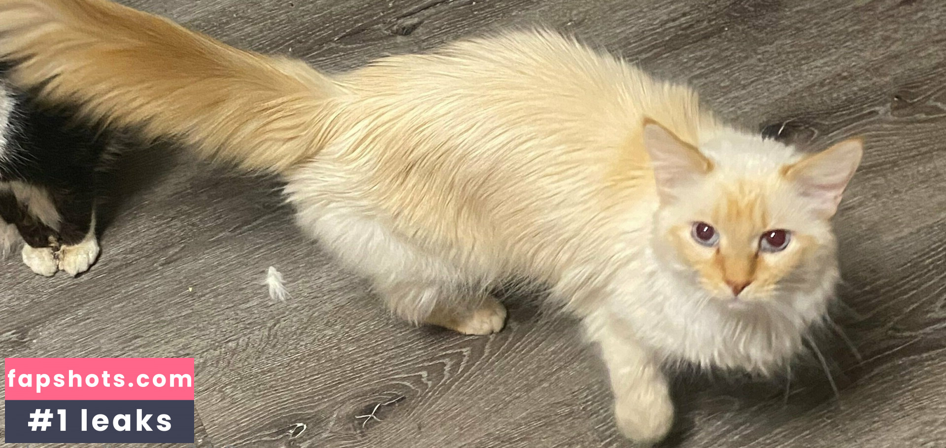 FoxyCosplay gallery photo #41