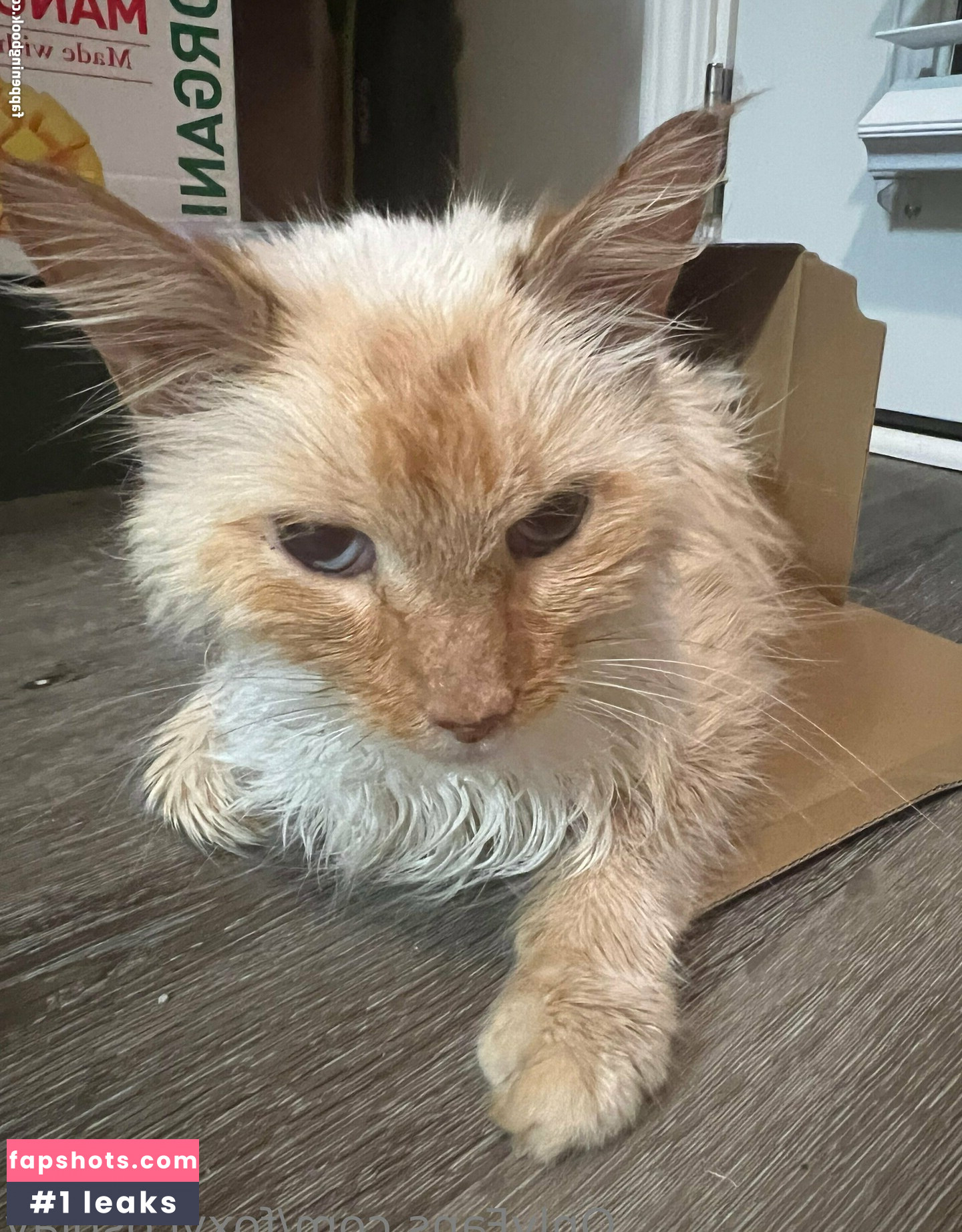 FoxyCosplay gallery photo #45