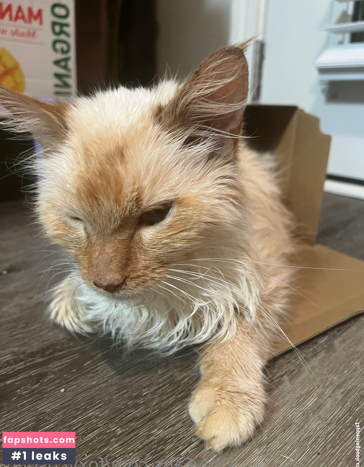 FoxyCosplay gallery photo #51